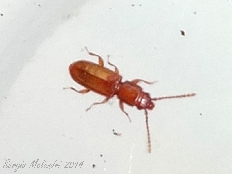 Placonotus testaceus